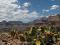 Grand Canyon - Prickly Pears in Flower